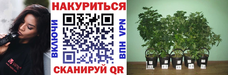 Бошки Шишки конопля  Выборг 
